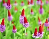 Rich pink flowers from red buds